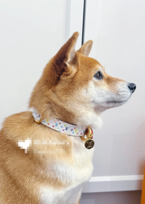 1 Pet Collars and Leashes-5062